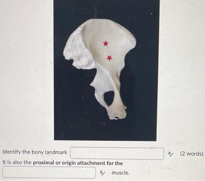 Identify The Bony Landmark It Is Also The Proximal Or Origin Attachment For The Muscle A A 2 Words Identify The Mus 1