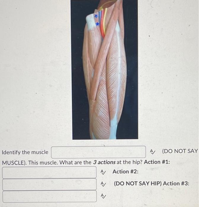 Identify The Bony Landmark It Is Also The Proximal Or Origin Attachment For The Muscle A A 2 Words Identify The Mus 2