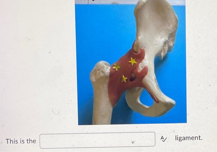 This Is The A Ligament This Is The A Ligament 2