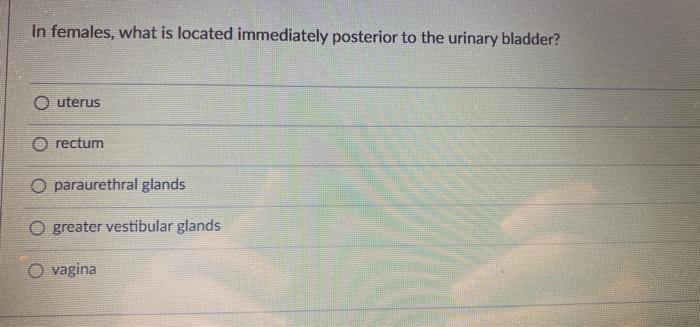 In Females What Is Located Immediately Posterior To The Urinary Bladder Outerus Rectum O Paraurethral Glands O Greater 1