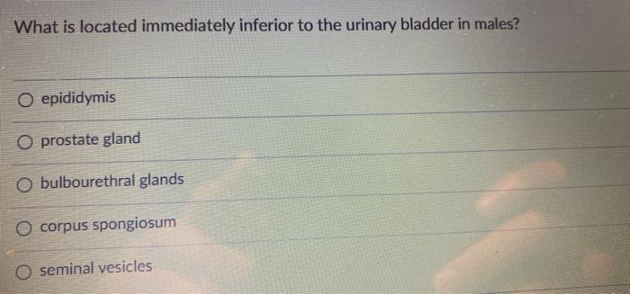 What Is Located Immediately Inferior To The Urinary Bladder In Males O Epididymis O Prostate Gland O Bulbourethral Glan 1