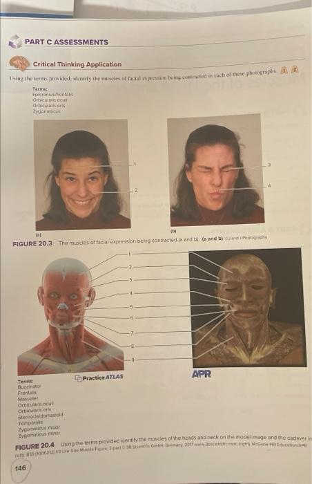 Part C Assessments Critical Thinking Application Using The Terms Provided Identify The Muscles Of Facial Expressam Bein 1
