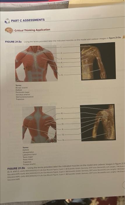 Part C Assessments Critical Thinking Application Figure 21 5a Using The Terms Provided Label The Indicated Muscles On Th 1