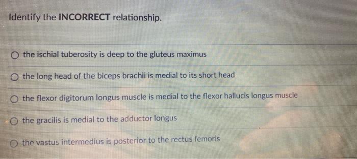 Identify The Incorrect Relationship O The Ischial Tuberosity Is Deep To The Gluteus Maximus O The Long Head Of The Bice 1