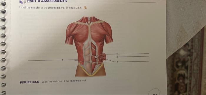B Assessments Label The Muscles Of The Abdominal Wall In Figure 22 5 A Figure 22 5 Label The Muscles Of The Abdominal W 1