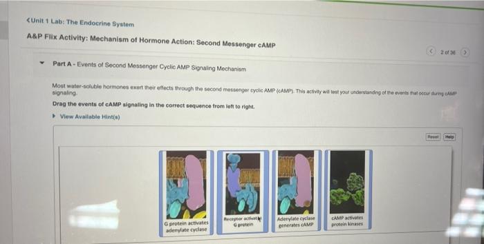 Unit 1 Lab The Endocrine System A P Flix Activity Mechanism Of Hormone Action Second Messenger Camp Part A Events Of 1