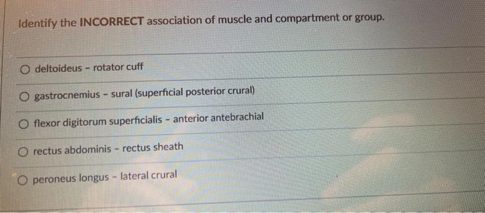 Identify The Incorrect Association Of Muscle And Compartment Or Group O Deltoideus Rotator Cuff O Gastrocnemius Sur 1