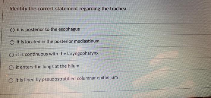 Identify The Correct Statement Regarding The Trachea O It Is Posterior To The Esophagus O It Is Located In The Posterio 1