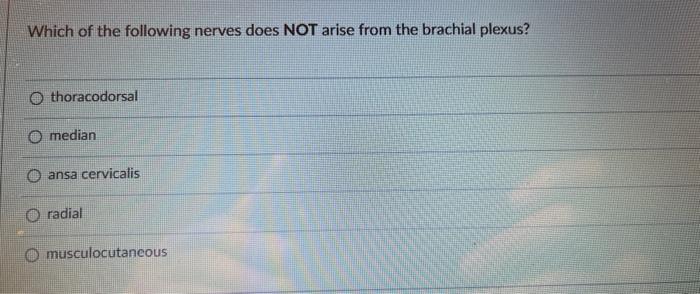 Which Of The Following Nerves Does Not Arise From The Brachial Plexus Othoracodorsal Median Ansa Cervicalis O Radial Mu 1