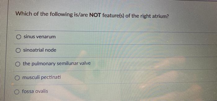 Which Of The Following Is Are Not Feature S Of The Right Atrium O Sinus Venarum O Sinoatrial Node O The Pulmonary Semi 1