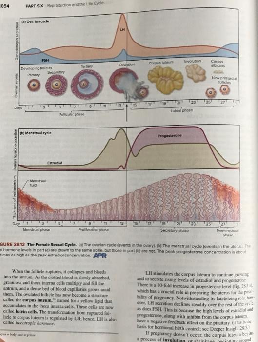 1054 Gonadotropin Secretion Overian Events Thickness Of Endometrium Ovarian Hormone Secretion Days Part Six Reproductio 2