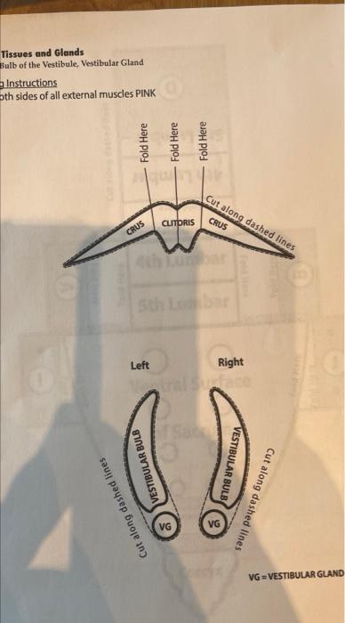 Termediate Middle Body Wall Layer Drogenital Diaphragm Obturator Internus Nd Sacrotuberous Ligament Sacrotuberous Lig 2