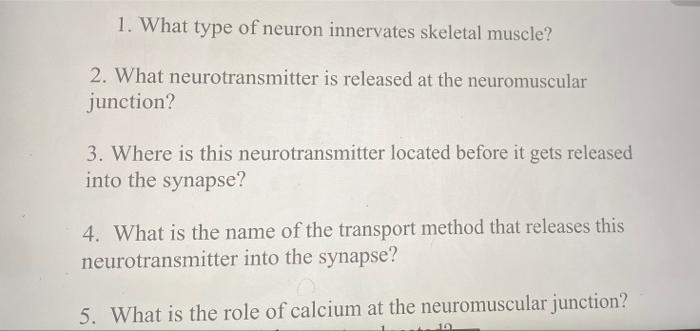 1 What Type Of Neuron Innervates Skeletal Muscle 2 What Neurotransmitter Is Released At The Neuromuscular Junction 3 1