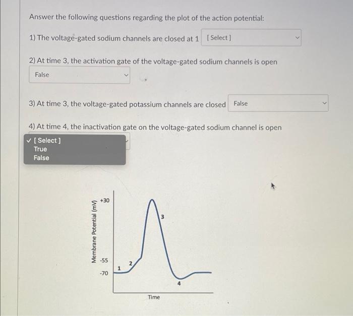 Answer The Following Questions Regarding The Plot Of The Action Potential 1 The Voltage Gated Sodium Channels Are Clos 1