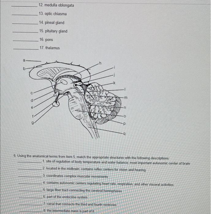 12 Medulla Oblongata 13 Optic Chiasma 14 Pineal Gland 15 Pituitary Gland 16 Pons 17 Thalamus Q 6 Using The Anatomi 1