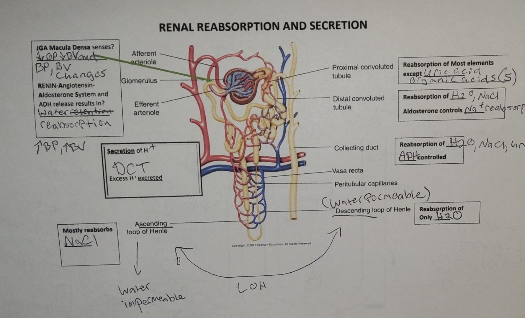 Jga Macula Densa Senses Bp B Vand Bp Bv Changes Renin Angiotensin Aldosterone System And Adh Release Results In Wate 1
