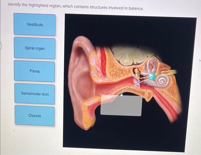 Identify The Highlighted Region Which Contains Structures Involved In Balance Vestibule Spiral Organ Pinna Semicircula 1