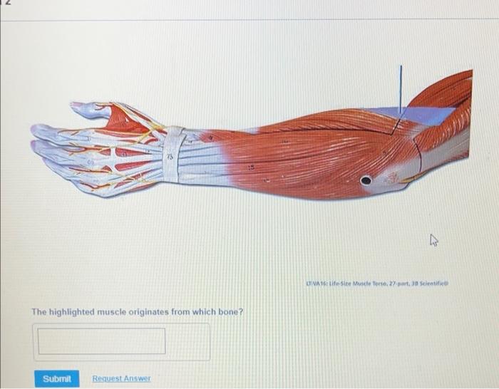 The Highlighted Muscle Originates From Which Bone Submit Request Answer Tva 16 Life Size Muscle Terse 27 Part 30 Sci 1