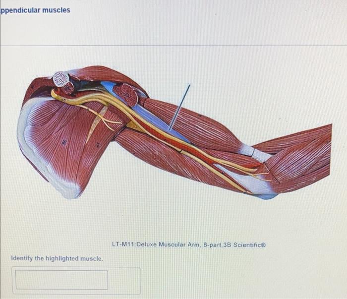 The Highlighted Muscle Originates From Which Bone Submit Request Answer Tva 16 Life Size Muscle Terse 27 Part 30 Sci 2