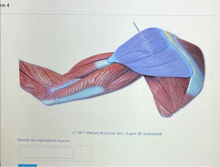 The Highlighted Muscle Originates From Which Bone Submit Request Answer Tva 16 Life Size Muscle Terse 27 Part 30 Sci 3