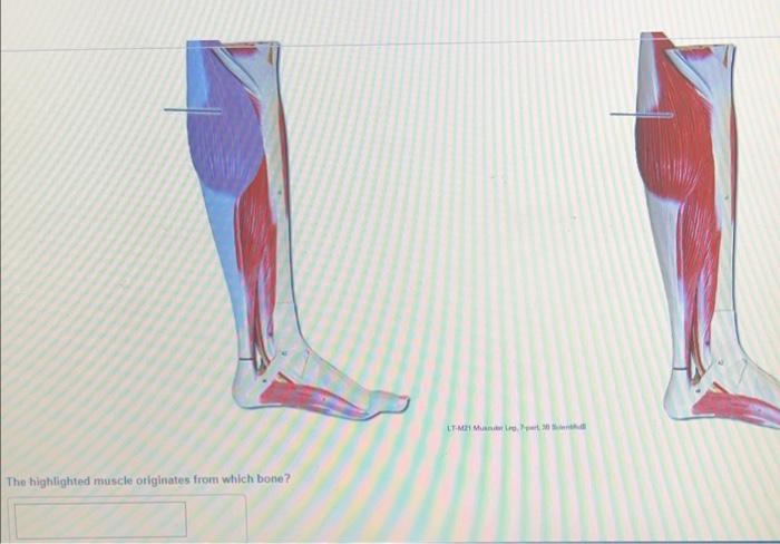 The Highlighted Muscle Originates From Which Bone Submit Request Answer Tva 16 Life Size Muscle Terse 27 Part 30 Sci 4