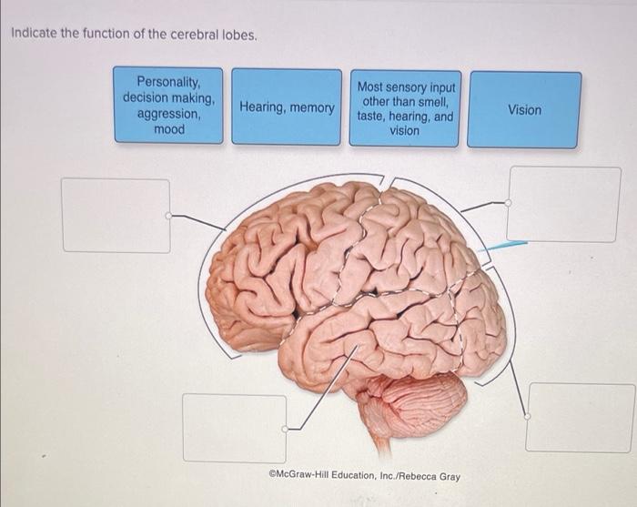 Indicate The Function Of The Cerebral Lobes Personality Decision Making Aggression Mood Hearing Memory Most Sensory 1