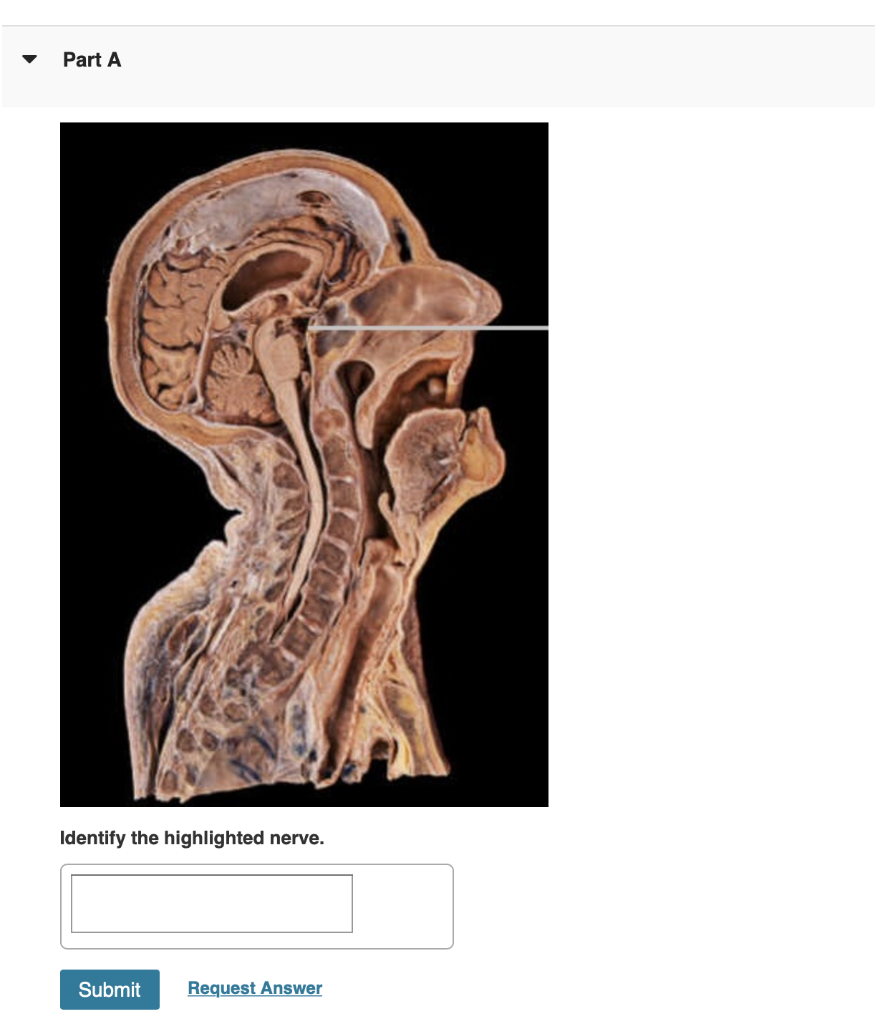 Part A Identify The Highlighted Nerve Submit Request Answer 1