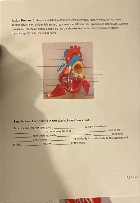 Inside The Heart Identify And Label Pulmonary Semilunar Valve Right Av Valve Left Av Valve Mitral Valve Right Atri 1