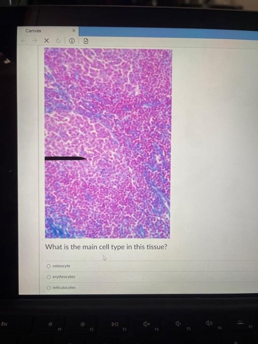 What Is The Main Cell Type In This Tissue Oosteocyte O Erythrocytes Reticulocytes O Adipocyte Fibroblast Chrondrocyte 7