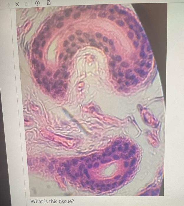 What Is The Main Cell Type In This Tissue Oosteocyte O Erythrocytes Reticulocytes O Adipocyte Fibroblast Chrondrocyte 10