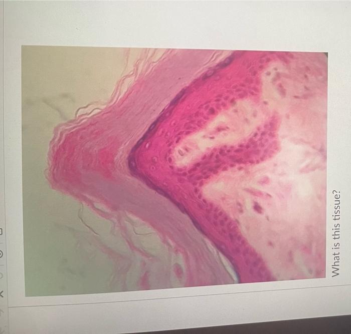 What Is The Main Cell Type In This Tissue Oosteocyte O Erythrocytes Reticulocytes O Adipocyte Fibroblast Chrondrocyte 12