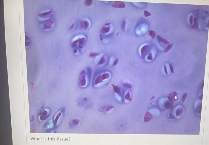What Is This Tissue 36 What Is This Tissue What Is This Tissue What Is This Tissue D Question 24 What Is This Ti 1