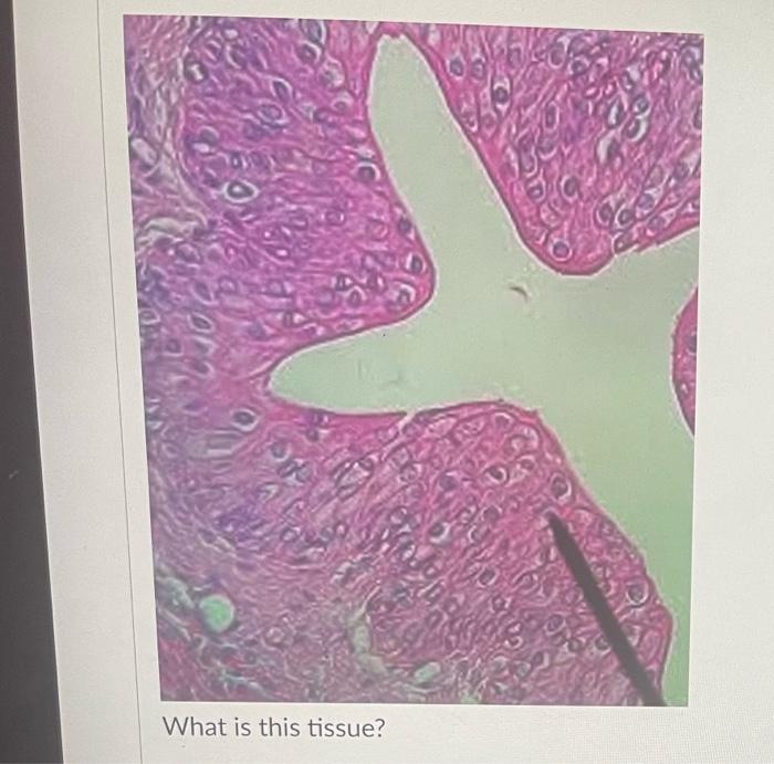What Is This Tissue 36 What Is This Tissue What Is This Tissue What Is This Tissue D Question 24 What Is This Ti 2
