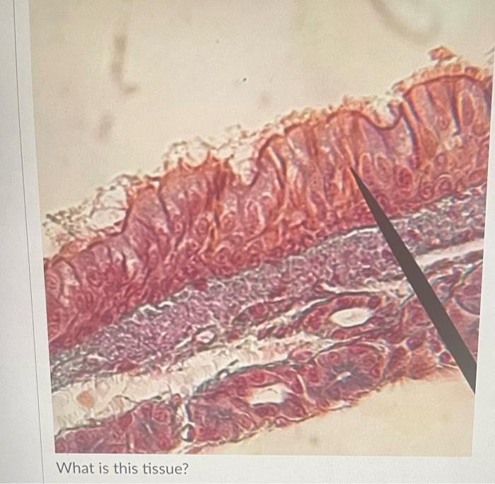 What Is This Tissue 36 What Is This Tissue What Is This Tissue What Is This Tissue D Question 24 What Is This Ti 4