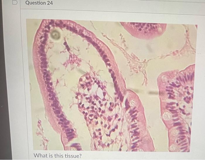 What Is This Tissue 36 What Is This Tissue What Is This Tissue What Is This Tissue D Question 24 What Is This Ti 5