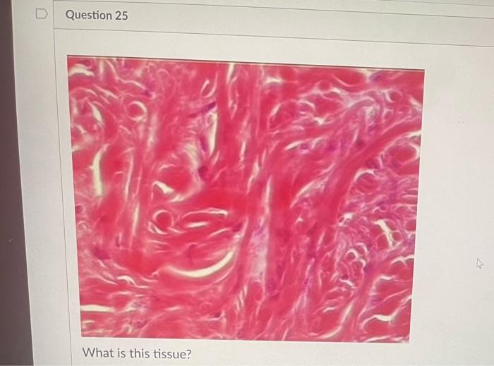 What Is This Tissue 36 What Is This Tissue What Is This Tissue What Is This Tissue D Question 24 What Is This Ti 6