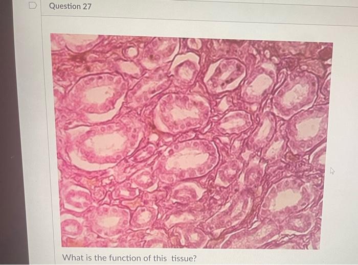 What Is This Tissue 36 What Is This Tissue What Is This Tissue What Is This Tissue D Question 24 What Is This Ti 8