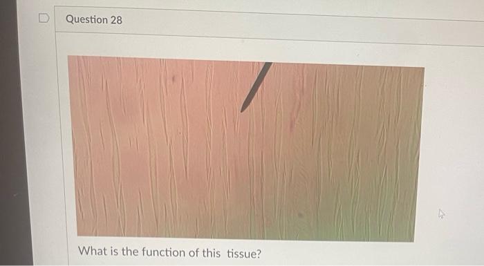 What Is This Tissue 36 What Is This Tissue What Is This Tissue What Is This Tissue D Question 24 What Is This Ti 9