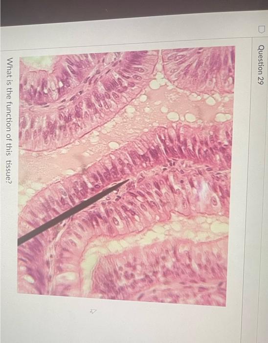 What Is This Tissue 36 What Is This Tissue What Is This Tissue What Is This Tissue D Question 24 What Is This Ti 10