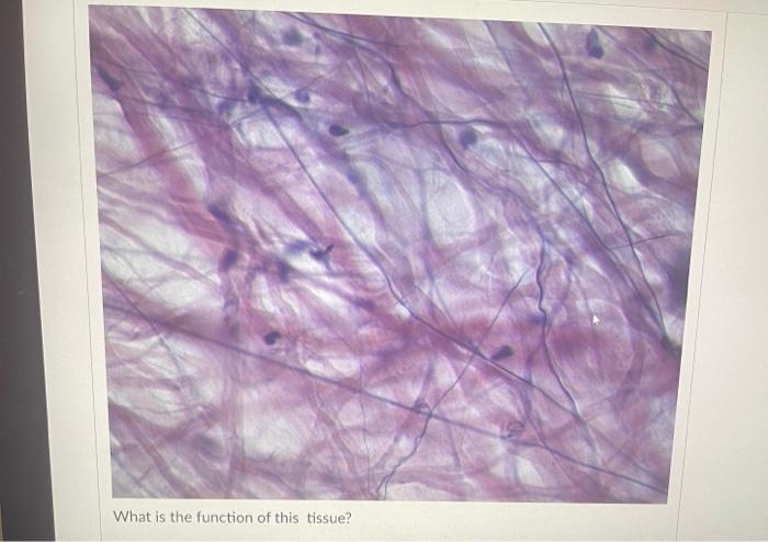 What Is The Function Of This Tissue Question 31 What Is The Function Of This Tissue Newall Question 32 What Is The F 1
