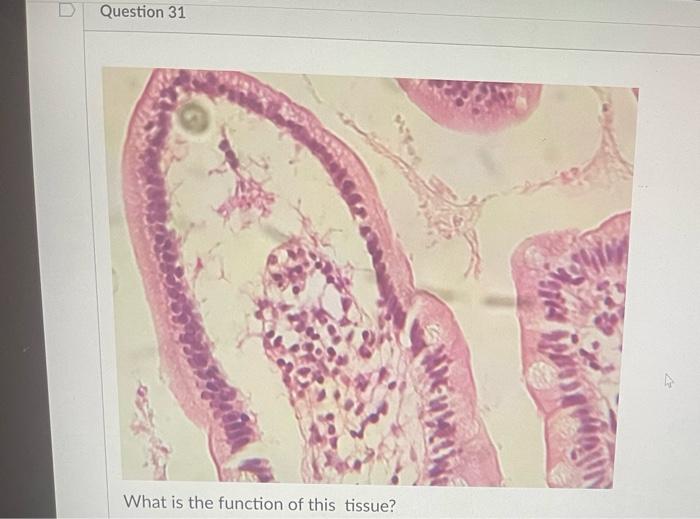 What Is The Function Of This Tissue Question 31 What Is The Function Of This Tissue Newall Question 32 What Is The F 2