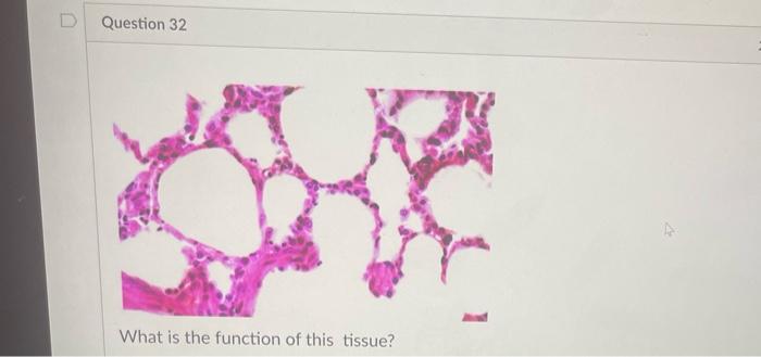 What Is The Function Of This Tissue Question 31 What Is The Function Of This Tissue Newall Question 32 What Is The F 3