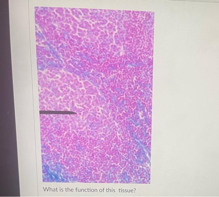 What Is The Function Of This Tissue Question 31 What Is The Function Of This Tissue Newall Question 32 What Is The F 5