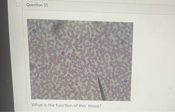 What Is The Function Of This Tissue Question 31 What Is The Function Of This Tissue Newall Question 32 What Is The F 6