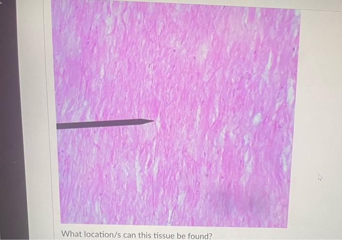 What Is The Function Of This Tissue Question 31 What Is The Function Of This Tissue Newall Question 32 What Is The F 7
