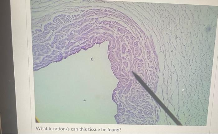 What Is The Function Of This Tissue Question 31 What Is The Function Of This Tissue Newall Question 32 What Is The F 8
