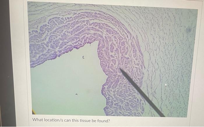 What Is The Function Of This Tissue Question 31 What Is The Function Of This Tissue Newall Question 32 What Is The F 9