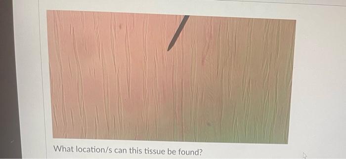 What Is The Function Of This Tissue Question 31 What Is The Function Of This Tissue Newall Question 32 What Is The F 10