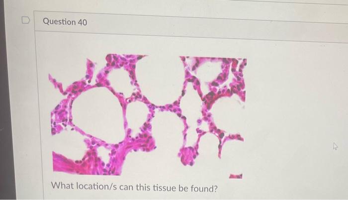 Question 40 What Location S Can This Tissue Be Found Vela What Location S Can This Tissue Be Found 3 What Location S 1