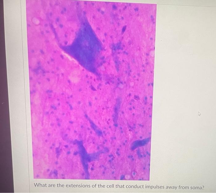 Question 40 What Location S Can This Tissue Be Found Vela What Location S Can This Tissue Be Found 3 What Location S 7